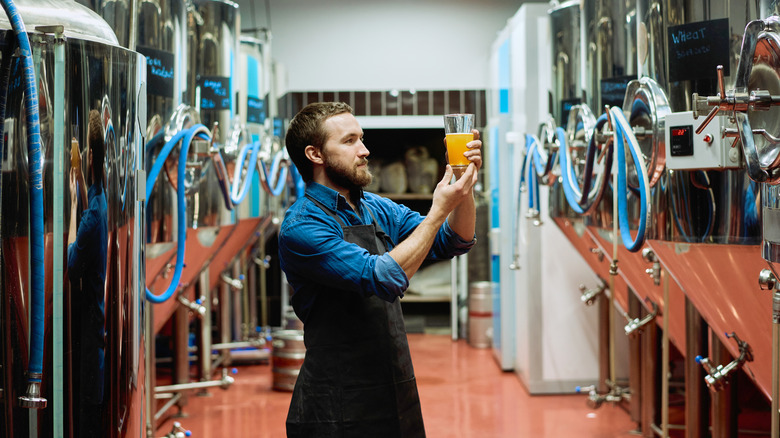 Brewmaster inspecting a beer