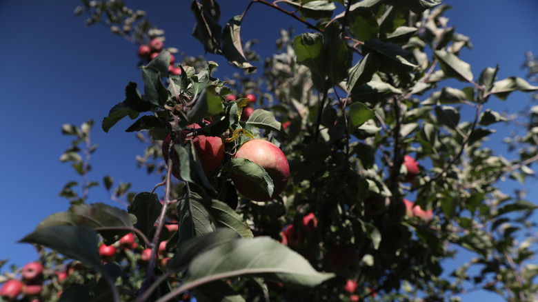 Pink Lady Apples