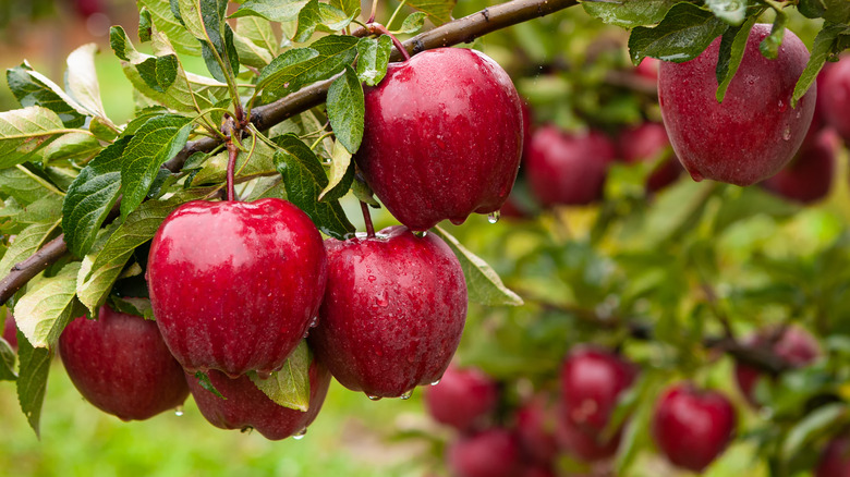 Gala Apples Information and Facts