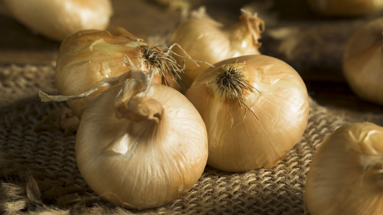 Cipollini onions on burlap