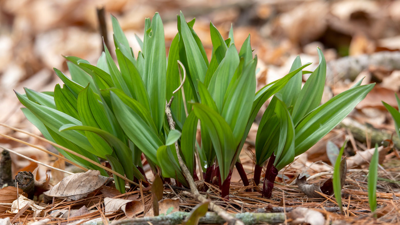 Ramps growing in the ground