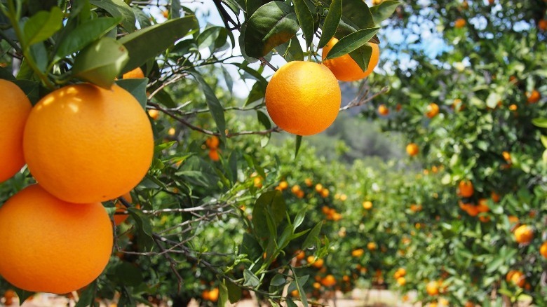 valencia oranges hanging on tree