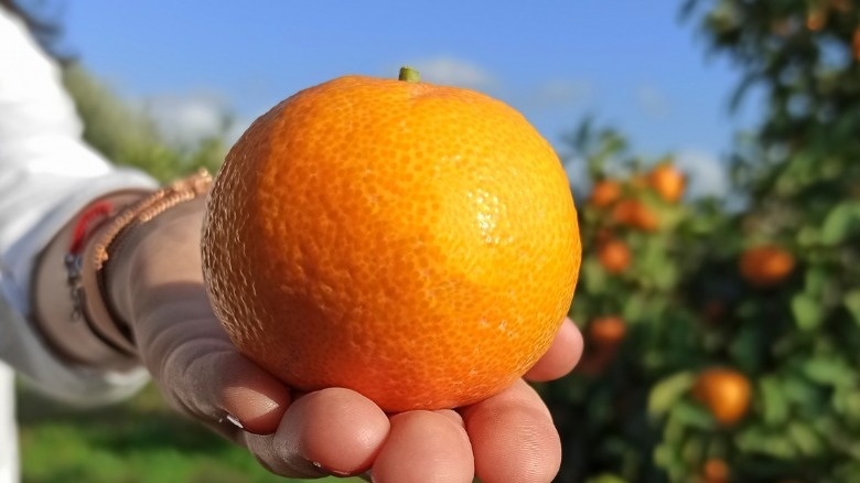 freshly picked tangerine orange