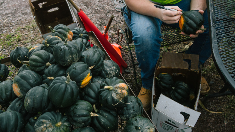 Green Acorn Squash