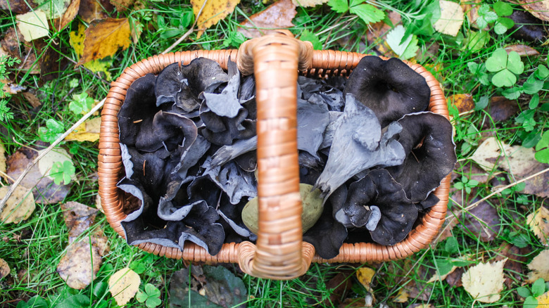 basket of black trumpet mushrooms