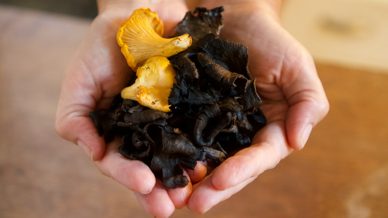 hands holding black trumpet mushrooms