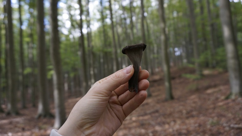hand holding black trumpet mushroom