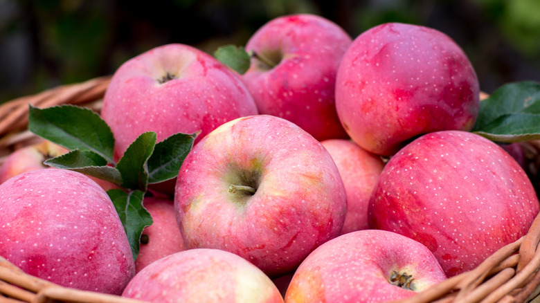 pink lady apples in basket