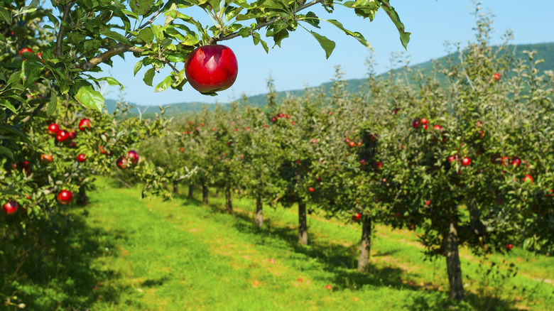 apple orchard