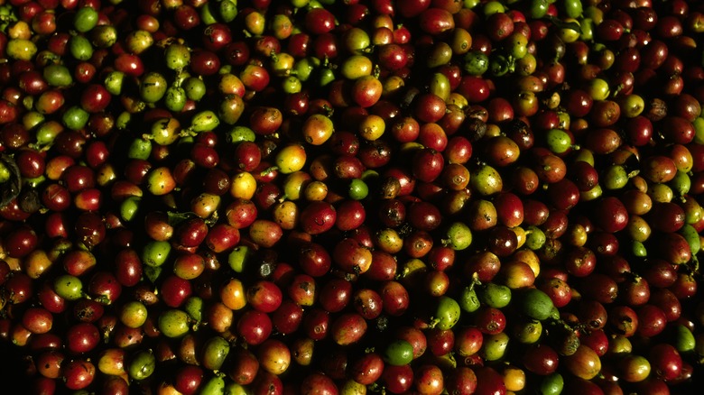 Puerto Rican coffee beans