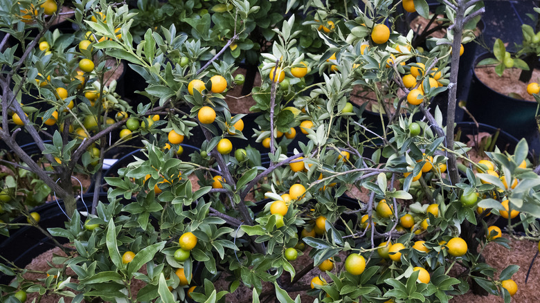 bhumi citrus trees