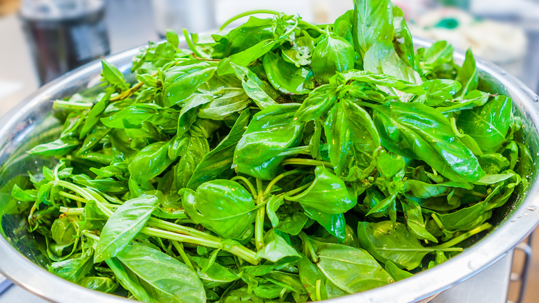 Washed spinach in a pot