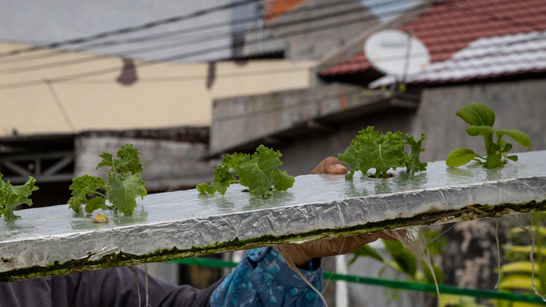 floating hydroponic spinach in Indonesia