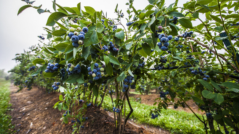 blueberries growing on bushes