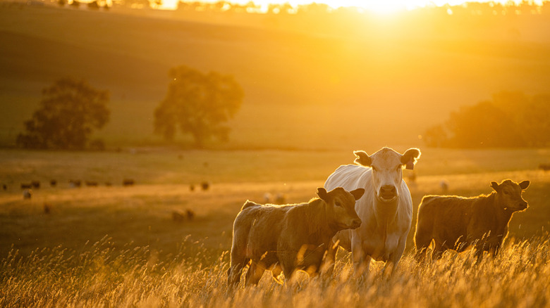 Cows in a golden pasture at sunset