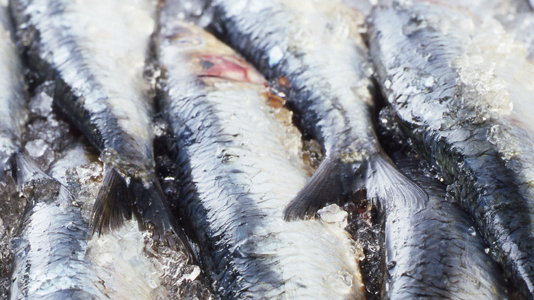 close up fish on ice