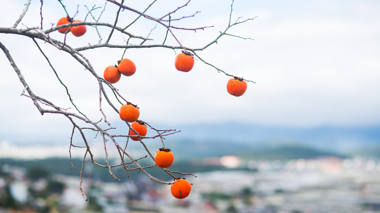 wild persimmons on a tree