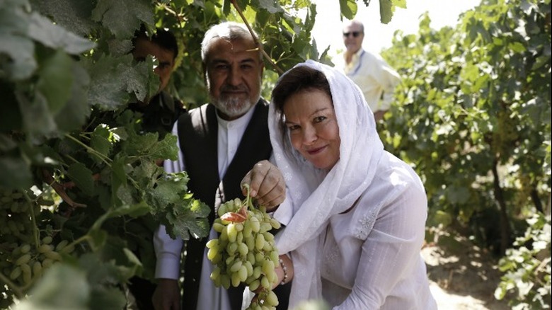 Heidi Kuhn grape harvest Afghanistan