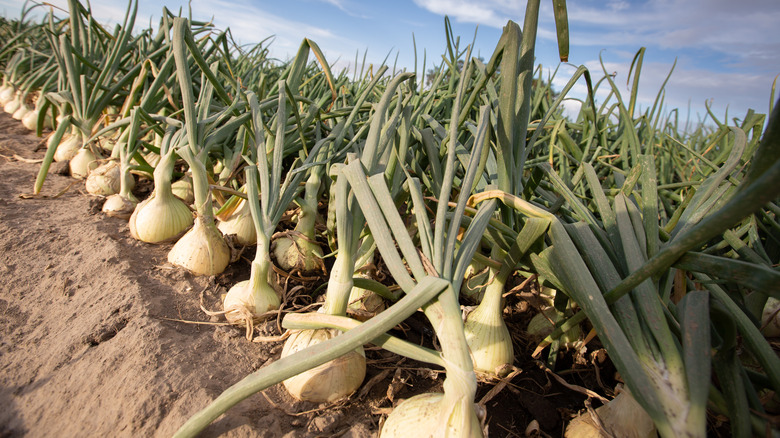 walla walla onion crop