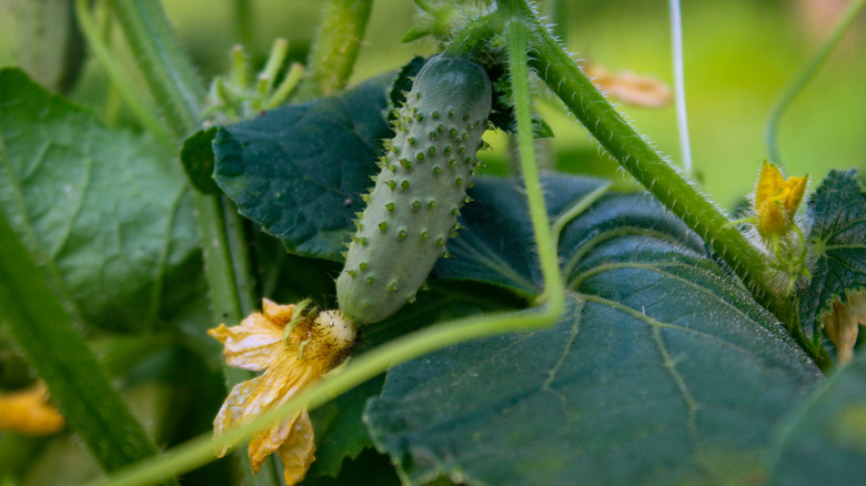 Cucumber plant