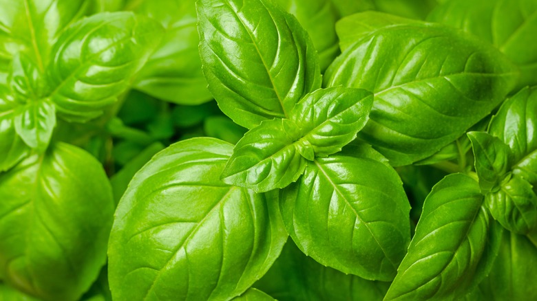 basil