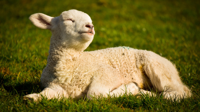 Lamb lying in the grass