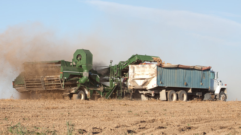 Idaho potatoes being harvested