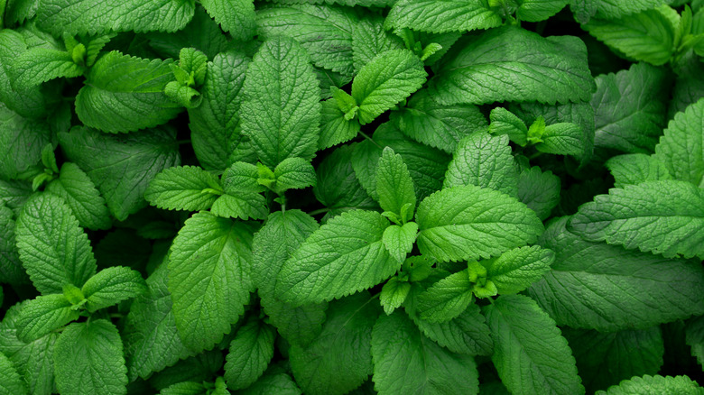 Fresh mint leaves