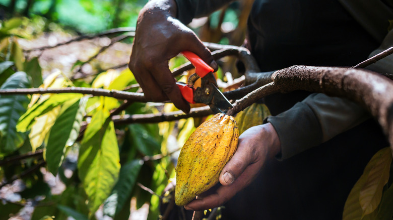 Hands harvesting a cocoa pod from a tree