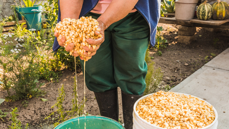 hominy in hands