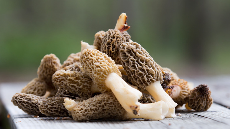 Morel mushrooms on picnic table