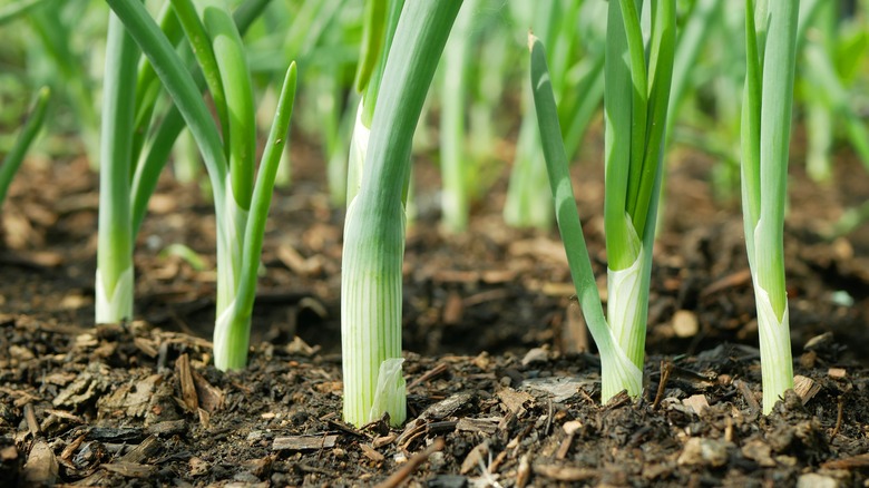 fresh unpicked scallions