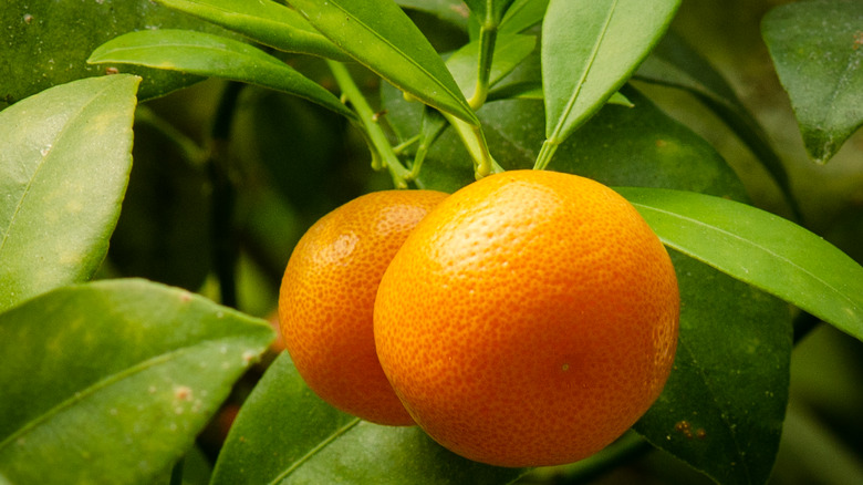 calamansi fruits