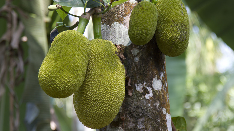 jackfruit tree