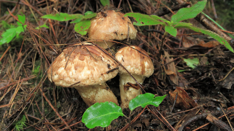 matsutake mushrooms in wild