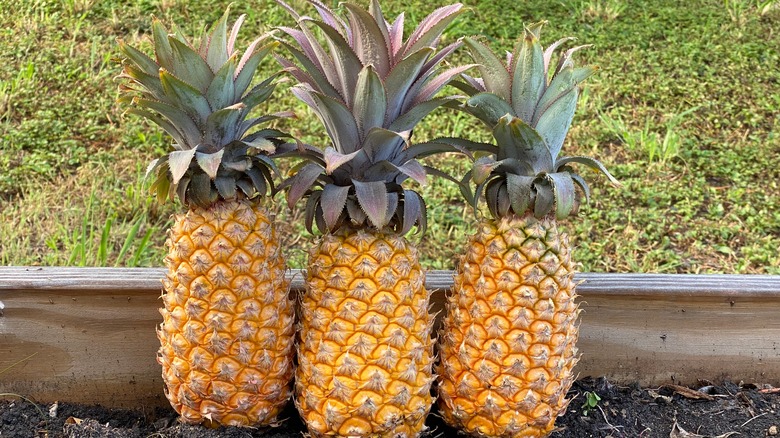 Pineapples