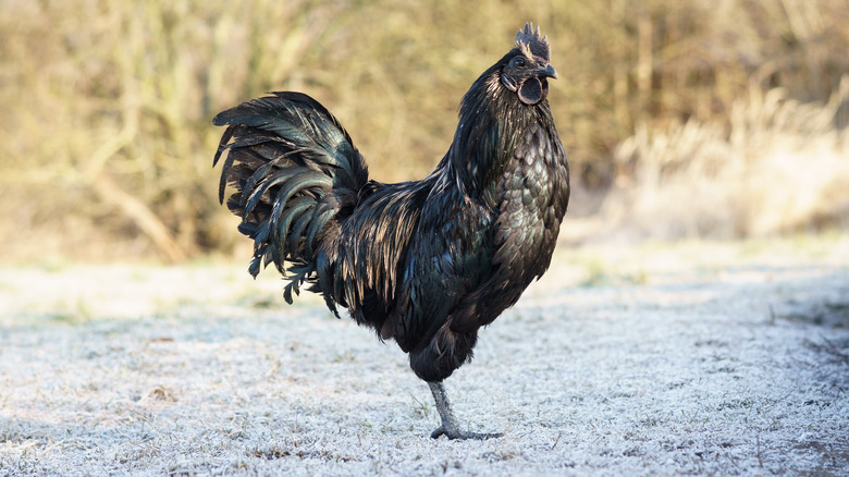 Ayam Cemani Black Chicken