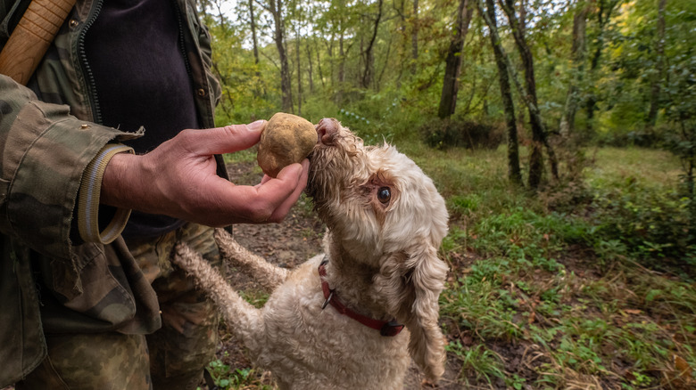 White Truffles