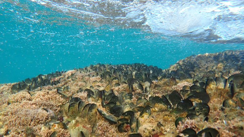 Mussels in their natural habitat