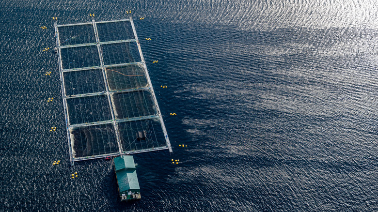 Aquaponic fish farm