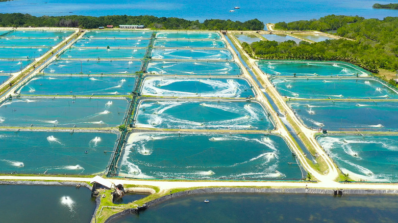 pond for shrimp farming