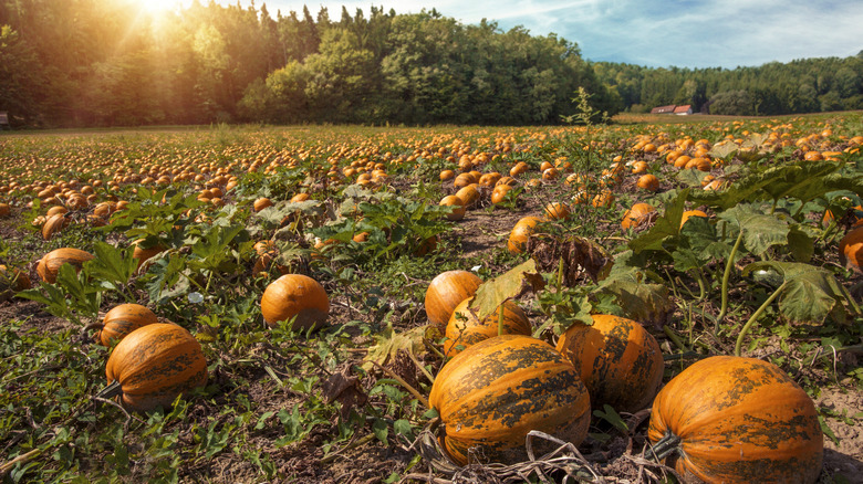 Styrian pumpkin field, Austria