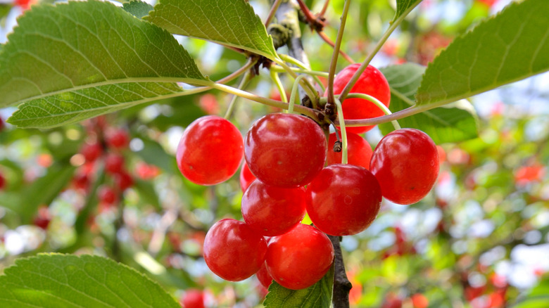 sour Montmorency cherry on tree