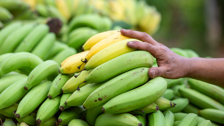 bundle of green bananas