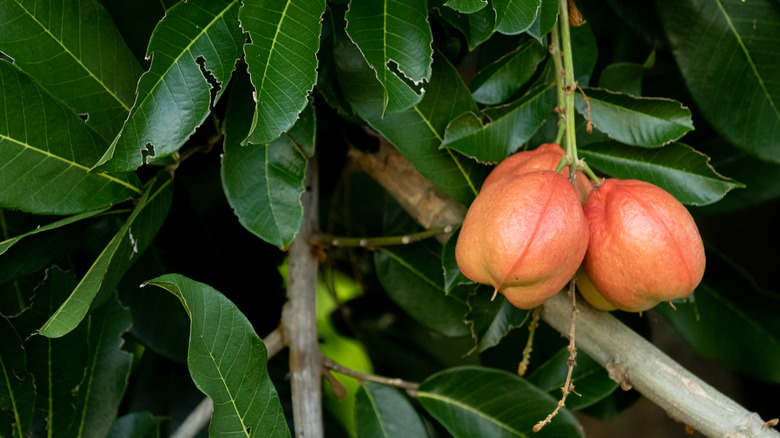 poisonous ackee growing tree branch