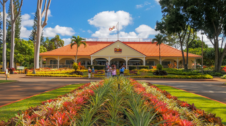 Dole pineapple plantation in Hawaii