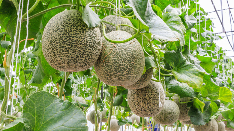 Cantaloupes growing in field 