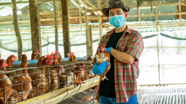 person holding hen in chicken farm