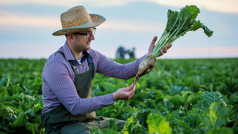 farmer examines sugar beet