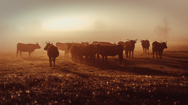 Salers cows in pasture